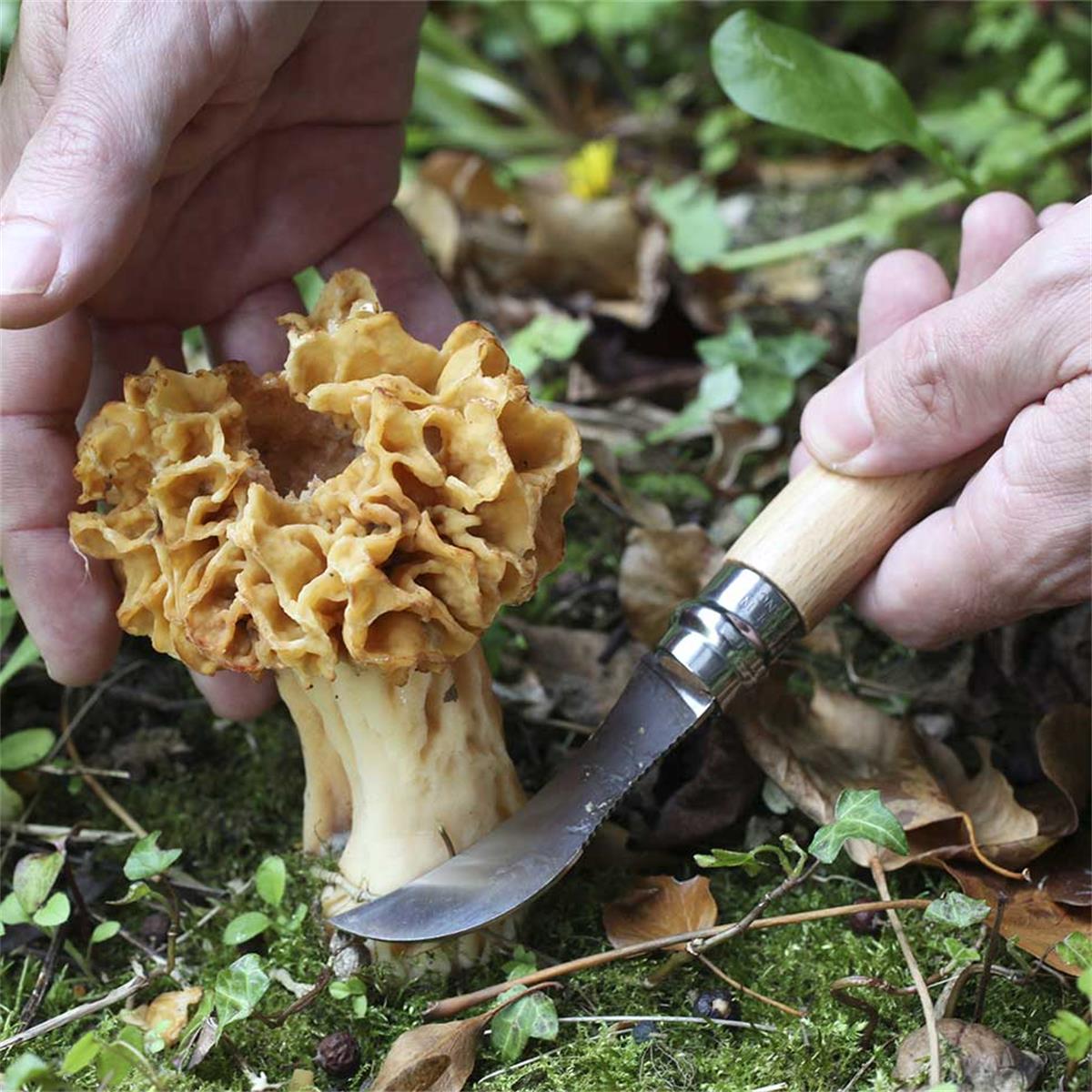 Opinel No°8 Pilzmesser, image 4 of 6