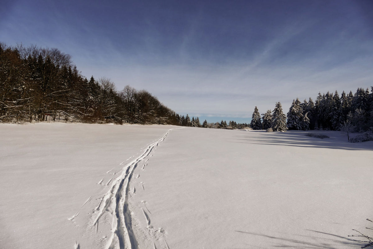 Skispuren auf einer verschneiten Lichtung zwischen winterlichen Nadelwäldern.